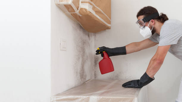 Professional Mold Cleanup technician working in Cologne, NJ